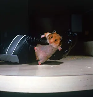 Core03 Prints: Penfold the Hooligan Hamster being held in leather boxing glove Owned by Mary