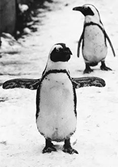 Wings Prints: Pengiuns explore their enclosure at London Zoo following a fresh fall of snow