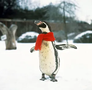 Penguin Prints: Penguin at Cotswold Wildlife Park Snow Reg Scarf Christmas Funny