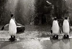 Penguin Prints: A Penguin flapping his wings as he gets a shower in the rain at Bristol zoo August