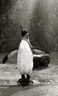 00157 Prints: A Penguin flapping his wings as he gets a shower in the rain at Bristol zoo August