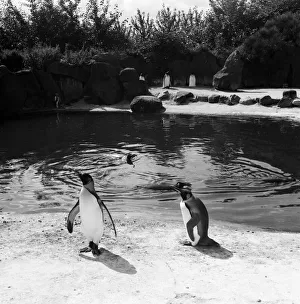 Penguins at Edinburgh Zoo, Scotland. 22nd August 1954