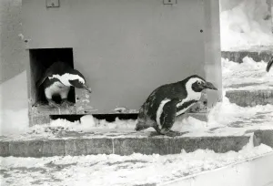 00182 Prints: Penguins at London zoo in the snow Ice cold weather winter wintry Penguin