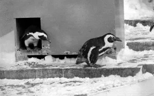 00040 Prints: Penguins in the snow at London Zoo. January 13th 1982 82-148-15b