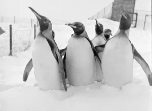 Penguins wade though the snow in their enclosure at Whipsnade Zoo December 1952