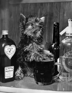 00036 Prints: Penny the pint size pooch is a minature Yorkshire Terrier with a pint sized thirst she