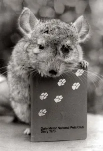 Rodent Prints: Percy the Chessington Zoo chinchilla from South America showing off the 1973 Daily Mirror