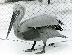 Pelican Prints: Percy the elderly Pelican with a hot water bottle tucked under his wing January