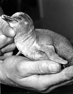 Percy the Humboldts penguin chick. 28th November 1978 78-6113 P044337