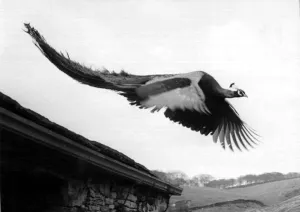00040 Prints: Percy the peacock flying through Overtown. 27th May 1960 DM M3179 / 5