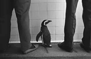 Images Dated 11th September 1971: Percy the Penguin at Drayton Manor Park Zoo in Tamworth, Staffs September 1971