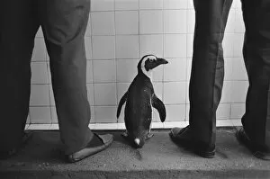 Images Dated 11th September 1971: Percy the Penguin at Drayton Manor Park Zoo in Tamworth, Staffs September 1971