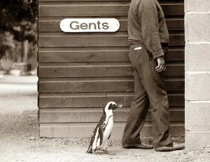 Toilet Prints: Percy Penguin resident of Drayton Manor Park Zoo at Tamworth following Zoo Keeper into
