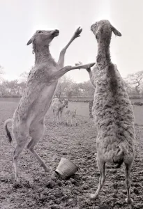 Deer Prints: The Pere David Deer doing a little fighting at Chester Zoo May 1966 1960s