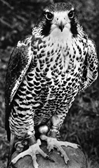 00028 Collection: A Peregrine Falcon