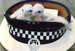 00028 Collection: Two Peregrine Falcon chicks in a policemans hat