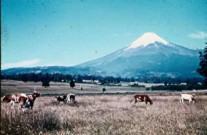 00187 Prints: Peruvian Andes mountains Peru field cattle mountain