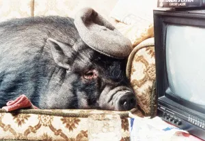 Obese Prints: Pet Pig Georgie Porgy, a bizarre 1994 Valentines Day gift