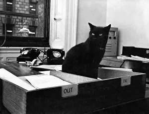 00052 Prints: Peta gets VIP Welcome: Black cat Peta sits in an in
