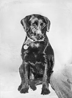 Brave Prints: Peter the dog. Story : Little Peggy Norton owes her life to Peter the dog