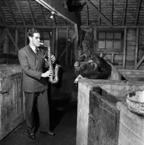 Saxophone Prints: Phil Tate- Saxophonist plays to pigs at Shere, Surrey. March 1952 C1224