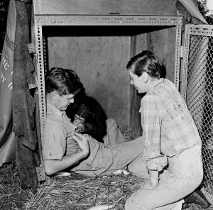 Photo shows Gerald Durrell and Jacqueline Durrell with their pet Chimpanzee Cholmondley