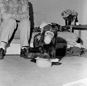 Photo shows Gerald Durrell and Jacqueline Durrell with their pet Chimpanzee Cholmondley