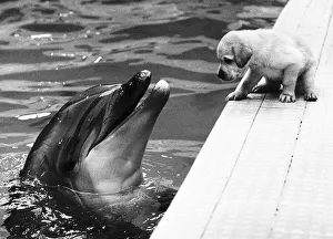Puppies Prints: This photograph by Daily Mirror photographer Ron Burton was awarded highly commended in