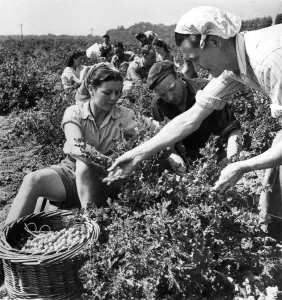 The pick of the holidays: Men and women volunteer farm workers at the Herne, Kent
