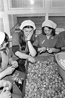 Pickled Onion Factory workers hard at work with tears in their eyes. July 5th 1978