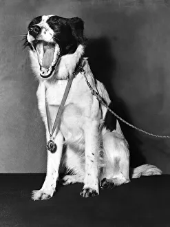Pickles David Corbetts dog who found World Cup trophy that was stolen. Wearing a medal