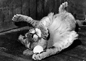 Leopard Prints: A picture every cat-lover will recognise, seven-months-old Dina gets herself in a tangle