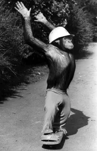Skateboard Prints: A picture from a series of humurous novelty images taken by Sunday People photographer