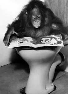 A picture from a series of humurous novelty images taken by Sunday People photographer