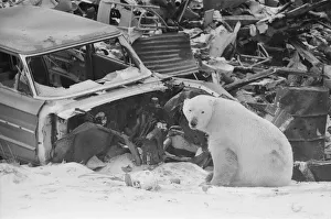 Canada Prints: Picture shows Oscar the bear, spotted at a car scrap yard in Churchill, Canada