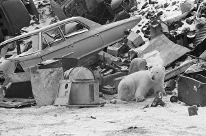01375 Prints: Picture shows Oscar the bear, spotted at a car scrap yard in Churchill, Canada