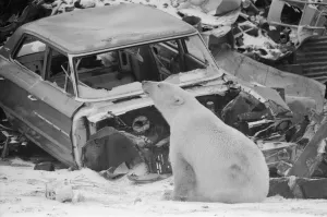 01375 Prints: Picture shows Oscar the bear, spotted at a car scrap yard in Churchill, Canada