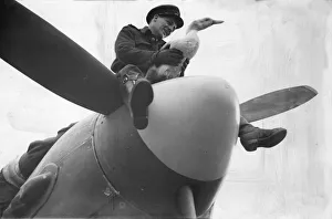 Mascot Prints: Picture shows Sarah, a duck. A mascot of this Typhoon Aircraft
