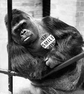 00045 Prints: Pictured early morning at London Zoo, Regents Park. Guy the gorilla found it difficult to