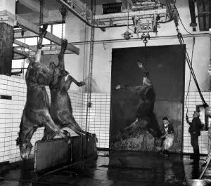 Dead Prints: These pictures were taken inside the Antwerp Belgium Slaughter House yesterday