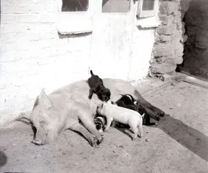 Pig adopts puppies Mother pig and piglet with baby dogs Pigs dog puppy