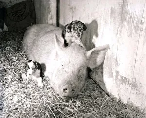 Barn Prints: Pig adopts puppies Mother pig and piglet with baby dogs September 1956