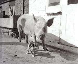 Pig adopts puppies Mother pig and piglet with baby dogs September 1956