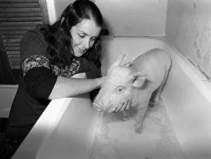 Pigs Prints: The pig called oinkers gets a scrub in the bath from the lady who saved his bacon