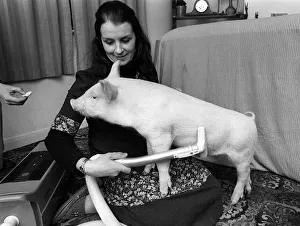 The pig called oinkers gets a scrub in the bath from the lady who saved his bacon