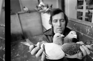 Pigeon Prints: Pigeon fancier Paul Smith of Stotfold, Beds. 75-00357