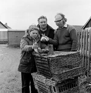 Racing Collection: Pigeon racing season starts in Guisborough, North Yorkshire. 1973