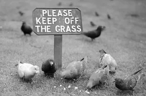 Pigeons disregarding the sign Please Keep Off the Grass whilst feeding on grass seed in a