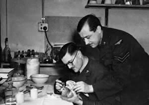 Birds Prints: Pigeons, recruited into the RAF as a valuable means of communication often become war