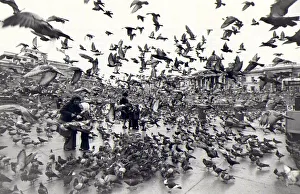 00040 Prints: Pigeons rule, OK! Pigeons take-off in Trafalger Square. 10th November 1976